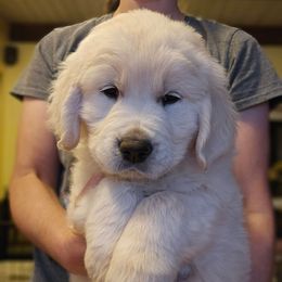 Blue Collar Boy - Light golden male Golden Retriever puppy in Gunnison, Utah from The Golden Virtues