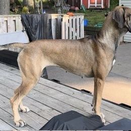 Lady - Great Dane