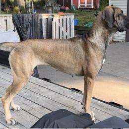 Lady - Great Dane