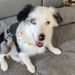 Lacey - Miniature Australian Shepherd