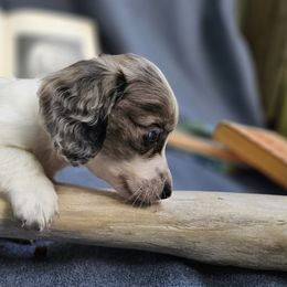 Fezziwing - Dapple male Dachshund puppy in Pocasset, Massachusetts from Dachs of the Bay