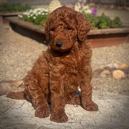 Green Collar Male - Red  male Poodle puppy in Modesto, California from Dry Creek Poodles