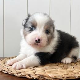 Buzz - Blue merle male Australian Shepherd puppy in Kearney, Nebraska from Helix Aussies