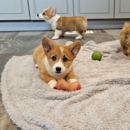 Nani - Red female Pembroke Welsh Corgi puppy in Kiowa, Colorado from Cool Water Corgis LLC