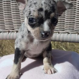 Chihuahuas from FJW Chihuahuas