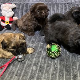 Shih Tzu Puppies from Hilltop Shih Tzus