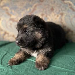 Green collar boy - Black and red male German Shepherd puppy in Coleta, Illinois from Four Leaf Farm- Vom Vierblättriges Bauernhof