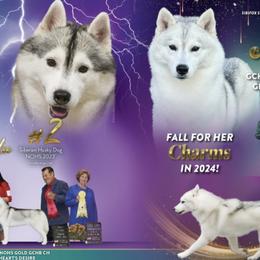 Siberian Husky puppies from Sibifox Siberians