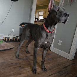 Josie - Great Dane