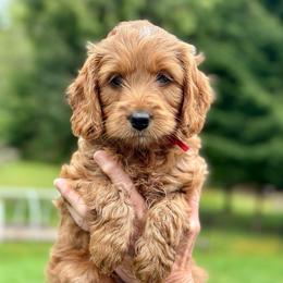 Red girl - Red  female Goldendoodle puppy in Kitsap County, Washington from Amazing Grace Doodles