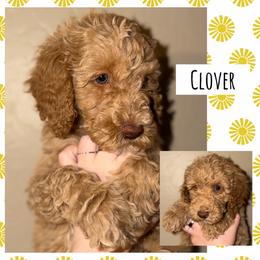 Clover - Apricot male Poodle puppy in Surprise, Arizona from Oh Doodles Doodlery