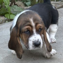 Penn dot green - Black brown and white male Basset Hound puppy in Meyersdale, Pennsylvania from Susan's Basset Hounds