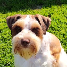 Whiskey - Wheaten male Miniature Schnauzer puppy in Diana, Texas from Happy Pawz Schnauzers