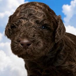 Rex - Brown male Bernedoodle puppy in Williston, Florida from Tera Caldwell