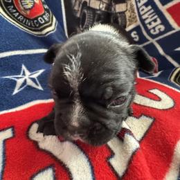 French Bulldog All Grown Up from Pipsters