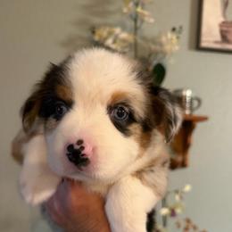 Elizabeth. - Blue merle female Miniature Australian Shepherd puppy in Myakka City, Florida from Gable A Aussies