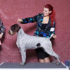 Ella - German Wirehaired Pointer