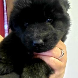 German Shepherd Puppies from Lux GSD