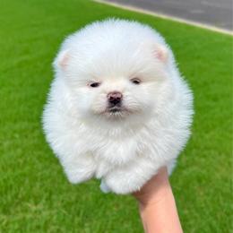 Ice - White male Pomeranian puppy in Hot Springs, Arkansas from Pomeranian Empire