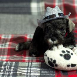 Miniature Schnauzer Puppies from Tivoli Miniature Schnauzers