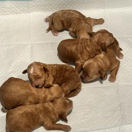 Red - Red  female Goldendoodle puppy in Shingle Springs, California from Creamy Retrievers