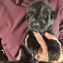 Keeper (Black collar) - Black male German Shepherd puppy in Columbus, Indiana from Stony Lonesome GSD