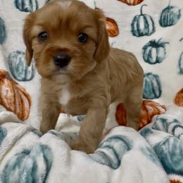 White collar girl - Ruby female Cavalier King Charles Spaniel puppy in Smiths, Alabama from K&K Kennels