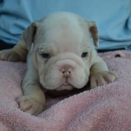 Floyd - Lilac tri-color male Bulldog puppy in Clarinda, Iowa from Stimson Bulldogs