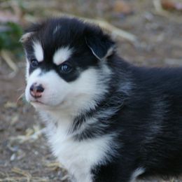 Siberian Huskies from Eskridge Kennel