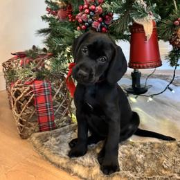 Labrador Retriever Puppies from Mayfield Farm
