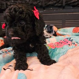 Cavapoo, Cockapoo, Goldendoodle, and Maltipoo Puppies from Perdue Puppies