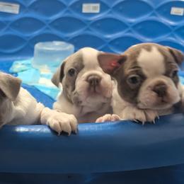 Boston Terriers from Jeff Jones