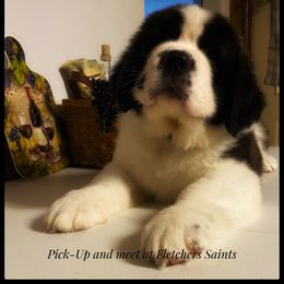 Saint Bernard Puppies from Fletchers Saints