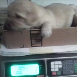 Golden Retriever Puppies from Davids Golden Retrievers