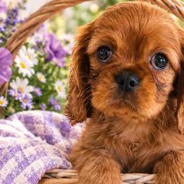 Cavalier King Charles Spaniels and English Toy Spaniels from Royal Heritage Spaniels