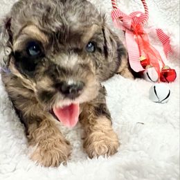 HASHBROWN - Merle male Bernedoodle puppy in Houston, Texas from Pia’s Doodle Poodle Wag