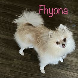 Fhyona - Pomeranian
