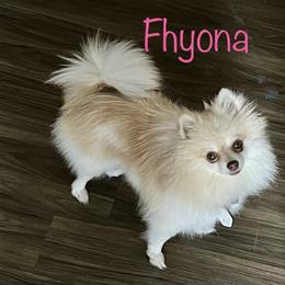 Fhyona - Pomeranian