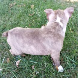 Boston Terrier Puppies from SB Bostons