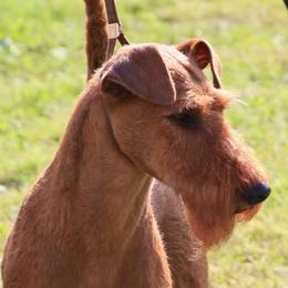 Maggie - Irish Terrier
