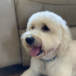 Niko - Goldendoodle