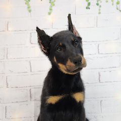 Blackberry - Black and rust male Beauceron puppy in Seattle, Washington from SilverStruck Kennels