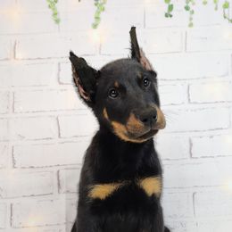 Blackberry - Black and rust male Beauceron puppy in Seattle, Washington from SilverStruck Kennels