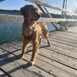 Golden Retriever All Grown Up from Duck Dogs Colorado
