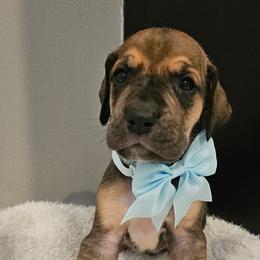 Light blue collar - Fawn female Great Dane puppy in Warren, Ohio from Loyal-Loves Great Danes