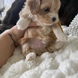Yellow color ( Rhea litter) - Red male Maltipoo puppy in Fredericktown, Missouri from Doodle Pups Fur-Ever