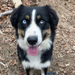 Fly - Australian Shepherd