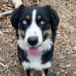 Fly - Australian Shepherd