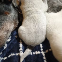 Australian Cattle Dog Puppies from Kurczak Farm LLC