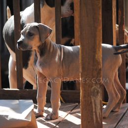 Great Dane Puppies from Legacy Danes